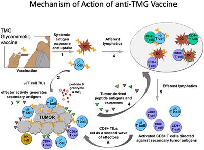 Aiming for the Sweet Spot: Glyco-Immune Checkpoints and γδ T Cells in Targeted Immunotherapy